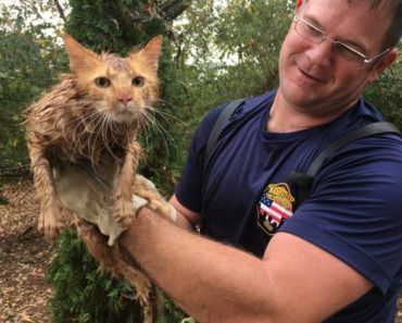 Cat Jumped Off The Roof And Landed In A Storm Pipe…
