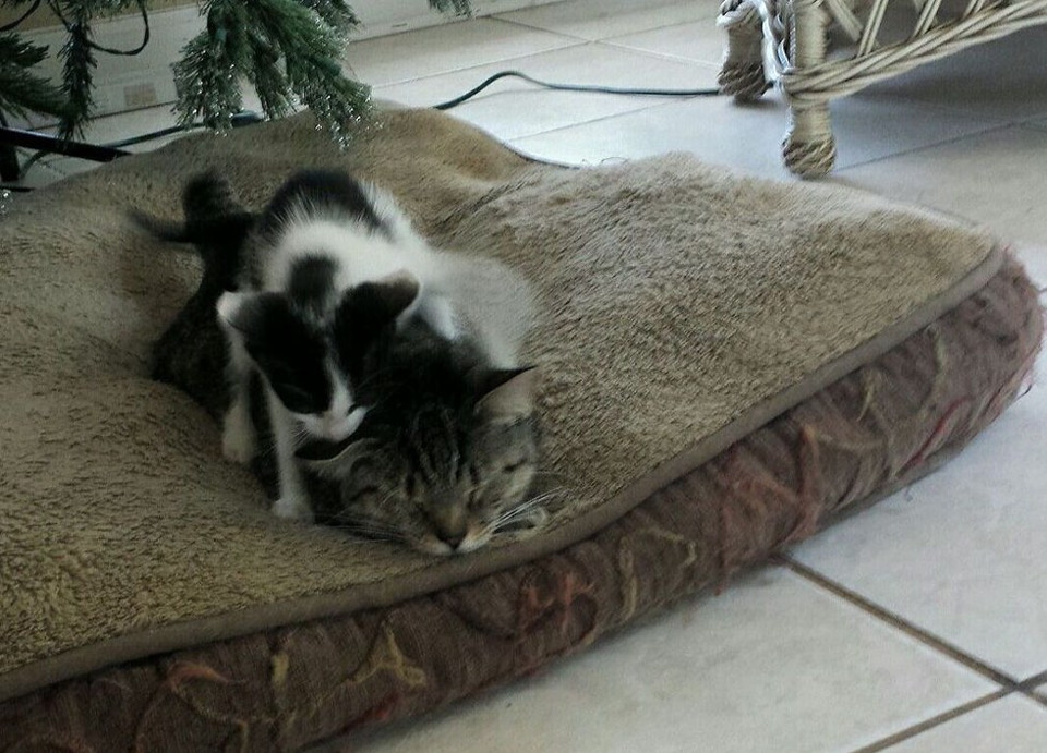 Cat Went Outside To Play And Came Home With A Kitten