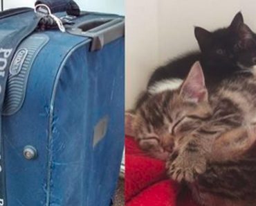 She Was Walking Her Dog When She Found An Old Abandoned Suitcase. When She Looked Inside…