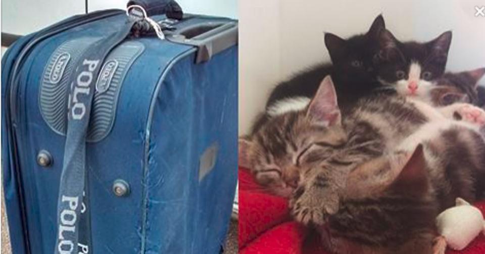 She Was Walking Her Dog When She Found An Old Abandoned Suitcase. When She Looked Inside…