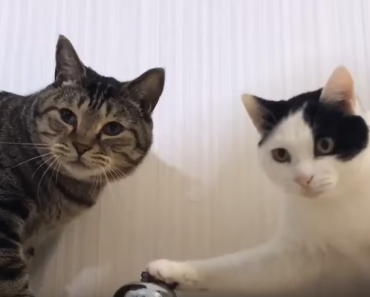 Adorable Kittens Ring The Bell For Treats!