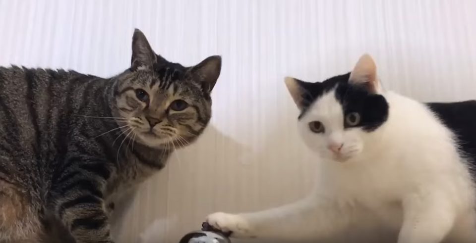 Adorable Kittens Ring The Bell For Treats!