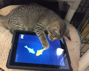 Regina Humane Society Introduces iPads For Cats Program!