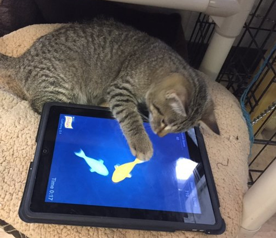 Regina Humane Society Introduces iPads For Cats Program!