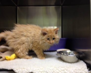 Kitten Almost Frozen Rescued From Canadian Blizzard