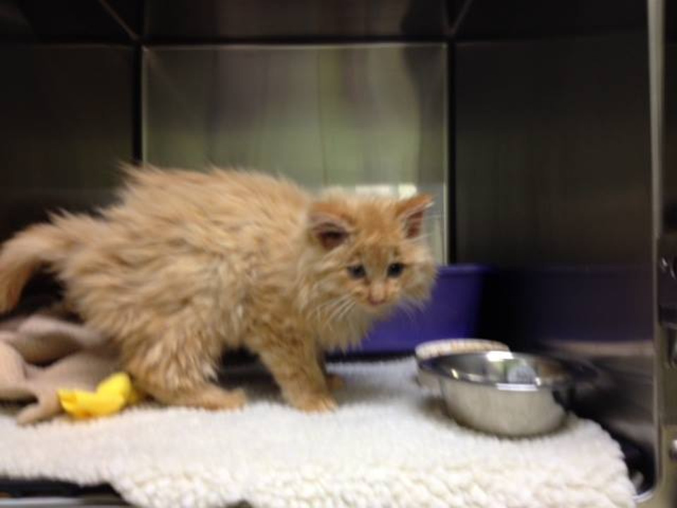 Kitten Almost Frozen Rescued From Canadian Blizzard