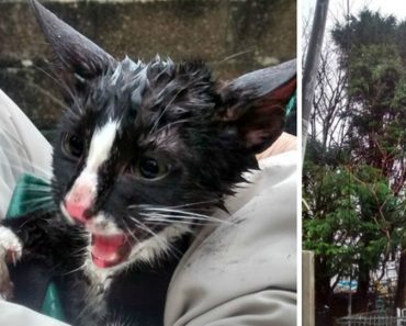 Kitten Rescued After 24 Hours In A Tree!