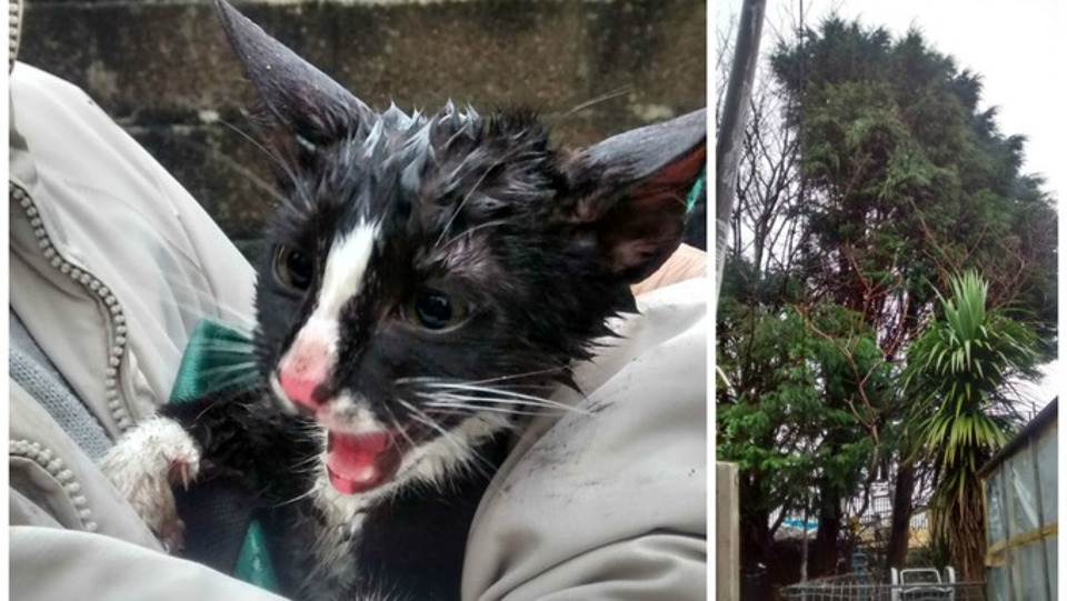 Kitten Rescued After 24 Hours In A Tree!