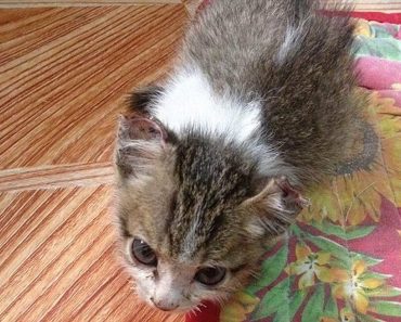 Kitten Rescued After Abusers Sewed Together Her Eyelids, Ears And Nose…