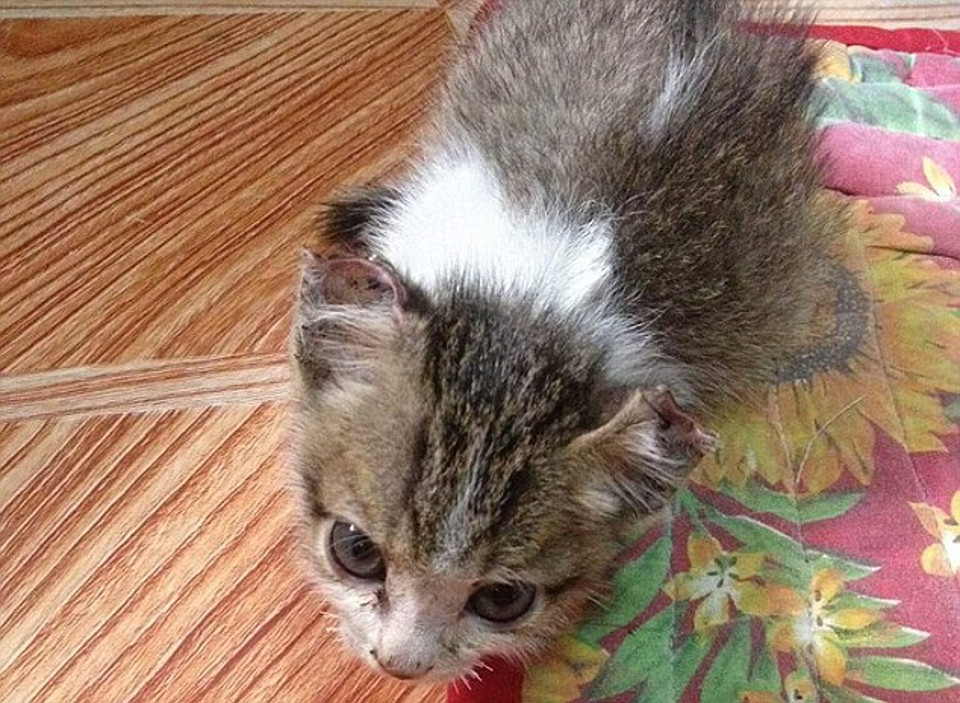 Kitten Rescued After Abusers Sewed Together Her Eyelids, Ears And Nose…