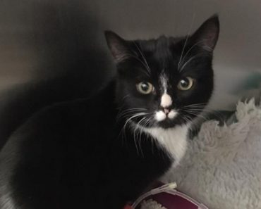 Kitten Survives 30 Minute Spin In Washing Machine