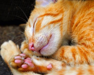 New Jersey Could Be The First State To Ban Declawing Cats!