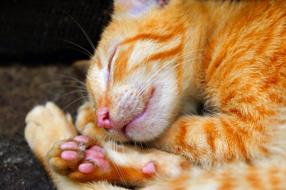 New Jersey Could Be The First State To Ban Declawing Cats!