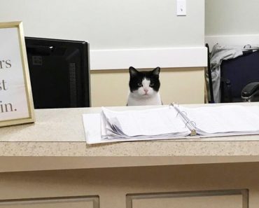 Cat Wanted To Become A Volunteer At A Nursing Home!