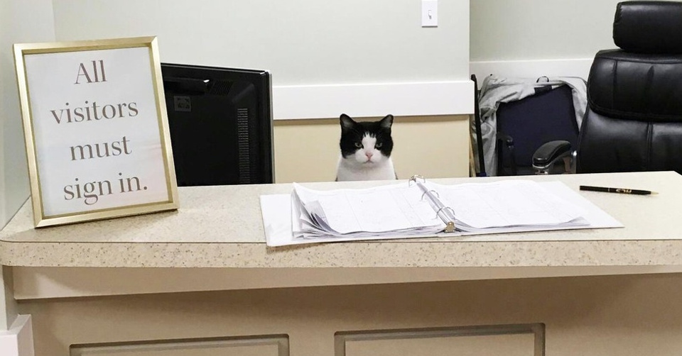 Cat Wanted To Become A Volunteer At A Nursing Home!