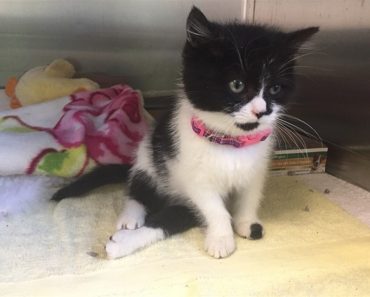 Paralyzed Kitten Takes First Steps!