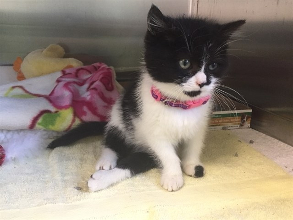 Paralyzed Kitten Takes First Steps!