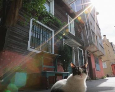 The Famous Cats of Istanbul!