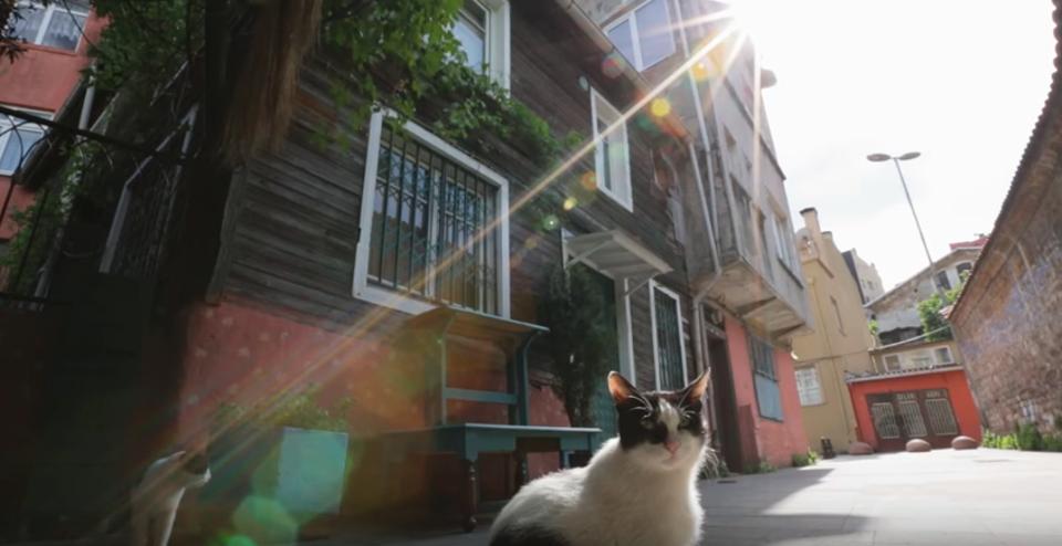 The Famous Cats of Istanbul!