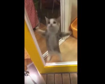 This Cat Has An Adorable Reaction When His Owner Comes Home!