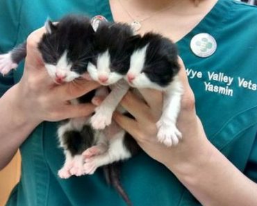 Tiny Kittens And Two Older Cats Abandoned In Gloucester Park