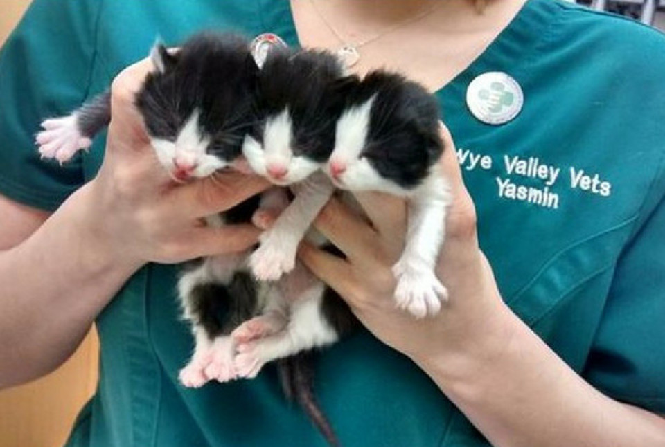 Tiny Kittens And Two Older Cats Abandoned In Gloucester Park