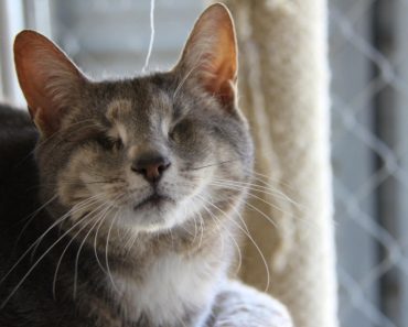 14 Years Old Blind Cat Abandoned By Owners Started A New Life