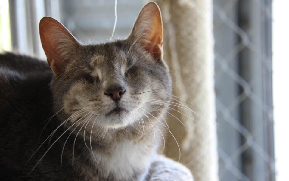 14 Years Old Blind Cat Abandoned By Owners Started A New Life