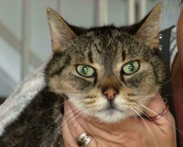 16-Year-Old Cat Returns Home After 2 Years