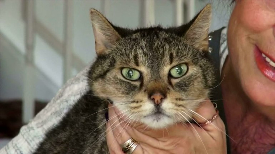 16-Year-Old Cat Returns Home After 2 Years