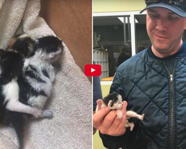 Firefighters Bottle Feed Newborn Kittens Found Inside Engine Of Truck!