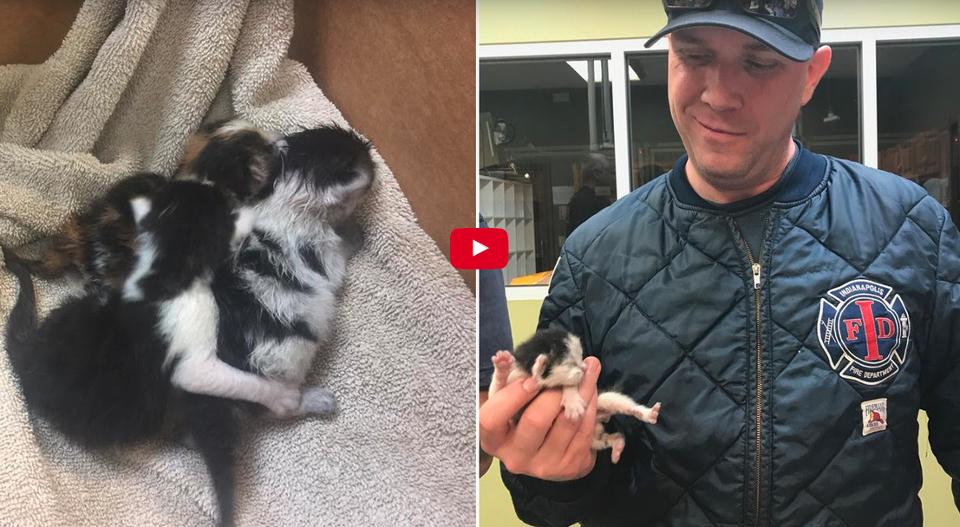 Firefighters Bottle Feed Newborn Kittens Found Inside Engine Of Truck!