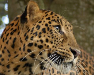 Leopard Who Had To Endure A Hard Life At A Roadside Zoo, Can Now Run And Play At Big Cat Sanctuary!