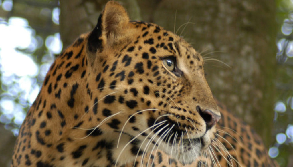 Leopard Who Had To Endure A Hard Life At A Roadside Zoo, Can Now Run And Play At Big Cat Sanctuary!