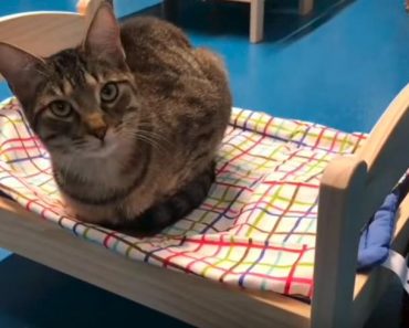 Shelter Cats Curl Up on Donated IKEA Beds!