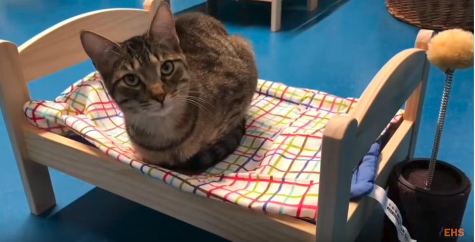 Shelter Cats Curl Up on Donated IKEA Beds!