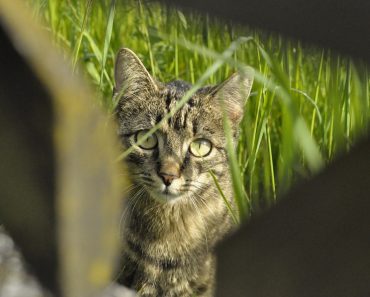 Taiwan Becomes The First Country in Asia To Ban Eating Of Cat And Dog Meat