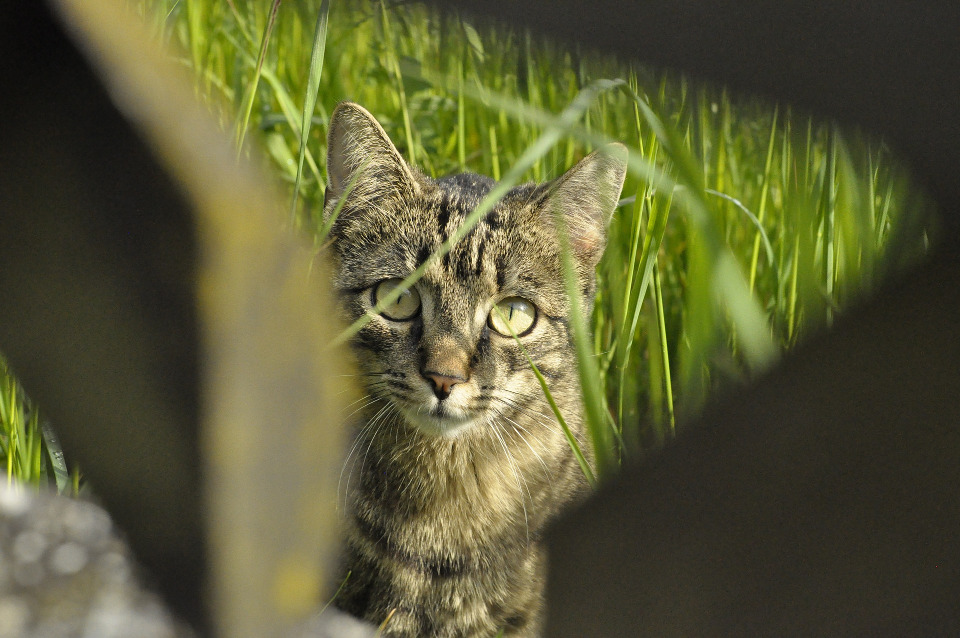 Taiwan Becomes The First Country in Asia To Ban Eating Of Cat And Dog Meat