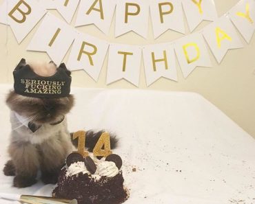 13 Years Old Cat Abandoned By Owner Gets The Best Birthday Ever