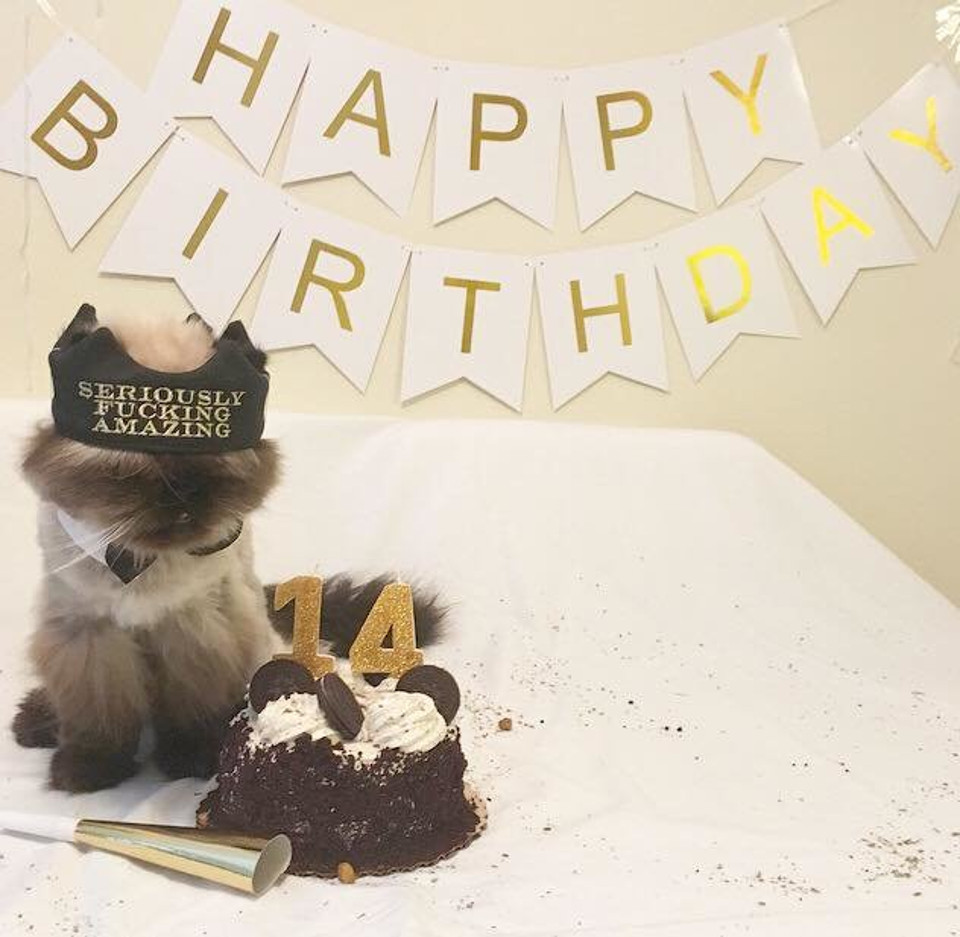 13 Years Old Cat Abandoned By Owner Gets The Best Birthday Ever