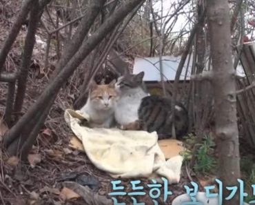 Bodyguard Kitty Protects His Disabled Friend