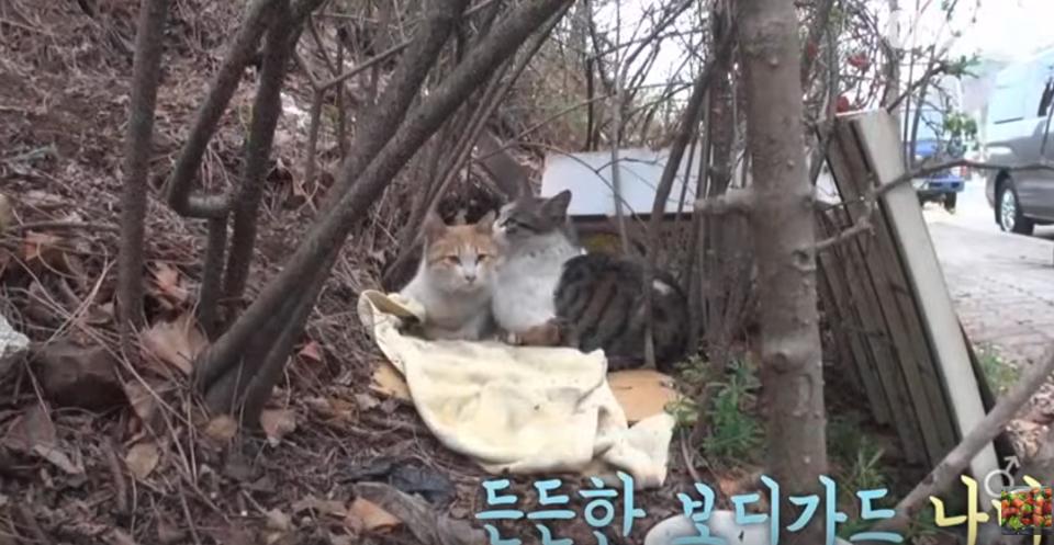 Bodyguard Kitty Protects His Disabled Friend