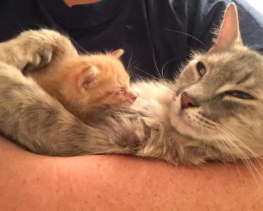 Rescue Cat Mama Who Lost Her Kittens Finds Happiness When She Adopts Orphaned Kitten In Need