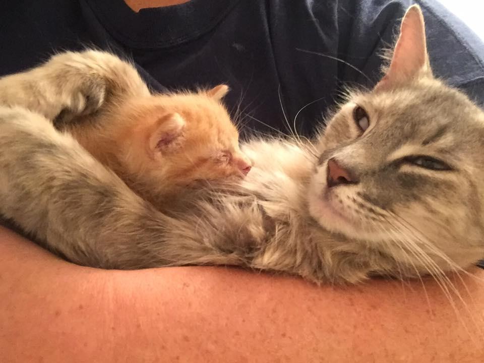 Rescue Cat Mama Who Lost Her Kittens Finds Happiness When She Adopts Orphaned Kitten In Need