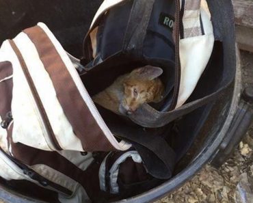 Cat Found in Backpack In The Garbage Can Is Rescued