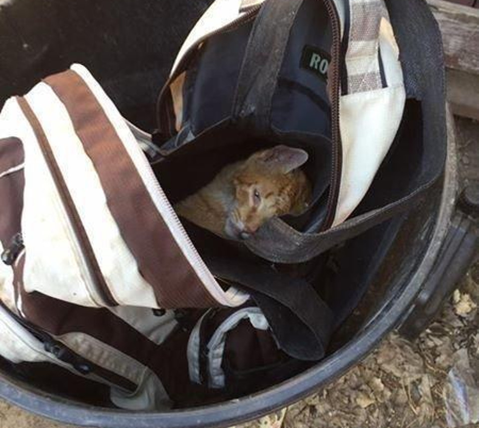 Cat Found in Backpack In The Garbage Can Is Rescued