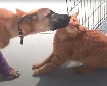 Cat Helps Injured Dog Walk Again!