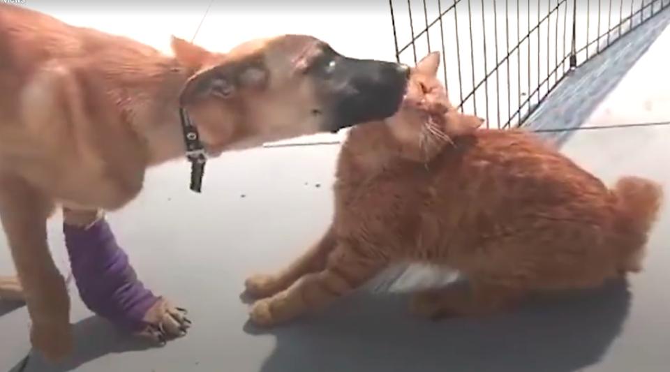 Cat Helps Injured Dog Walk Again!