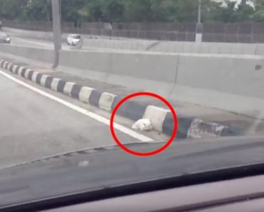 Man Saves Cat From Middle Of Busy Highway