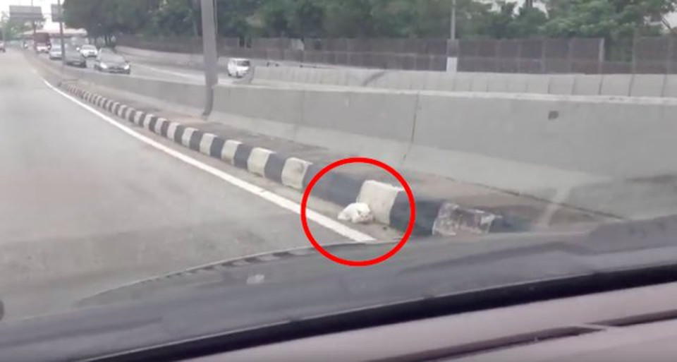 Man Saves Cat From Middle Of Busy Highway